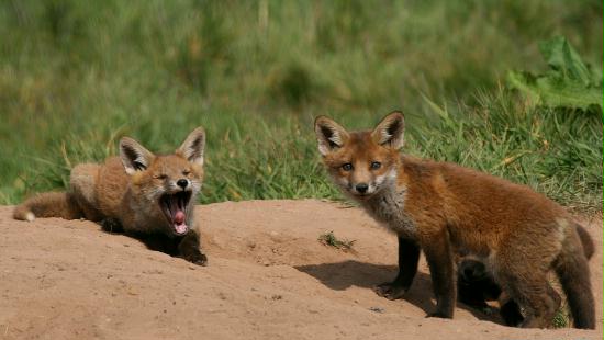 Fox <i>Vulpes vulpes</i>